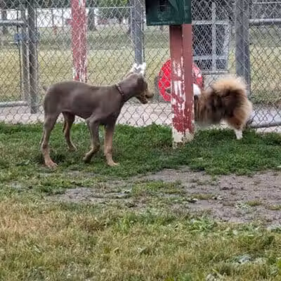 Bay County Dog Park - Bay City, MI