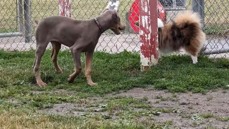Bay County Dog Park - Bay City, MI