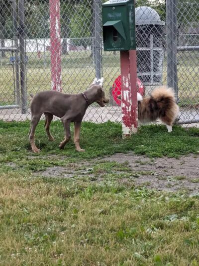 Bay County Dog Park - Bay City, MI