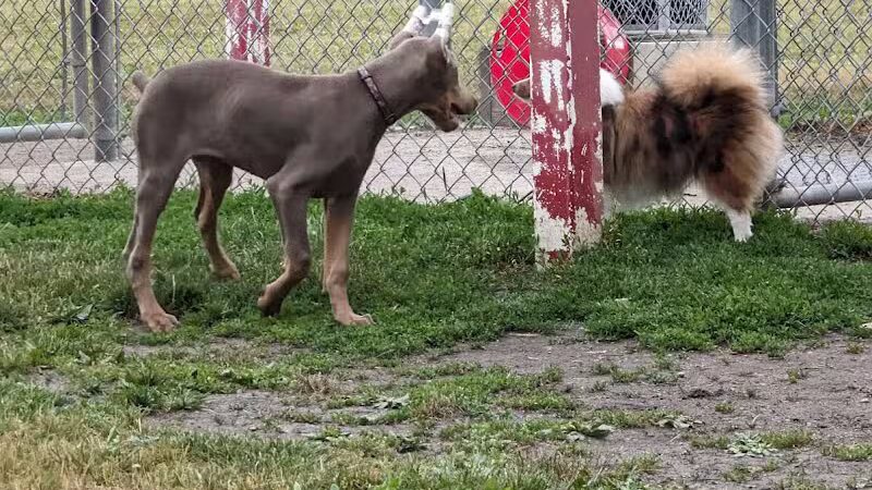 Bay County Dog Park - Bay City, MI