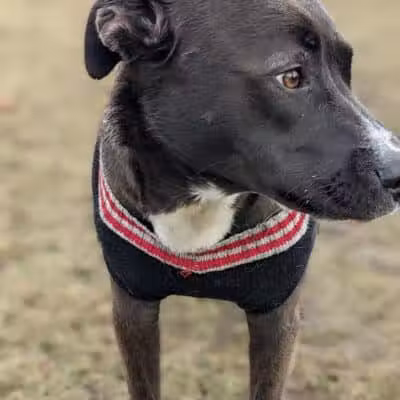 Bay County Dog Park - Bay City, MI