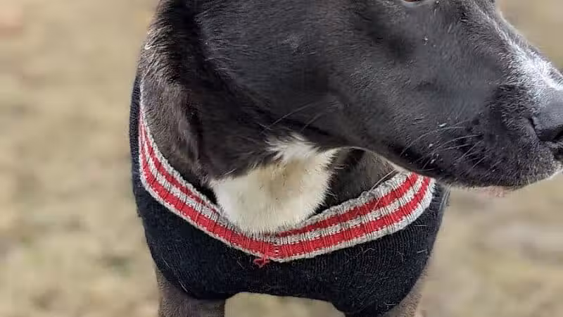 Bay County Dog Park - Bay City, MI