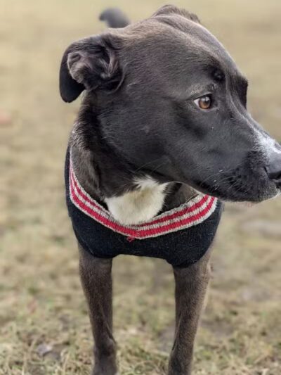 Bay County Dog Park - Bay City, MI