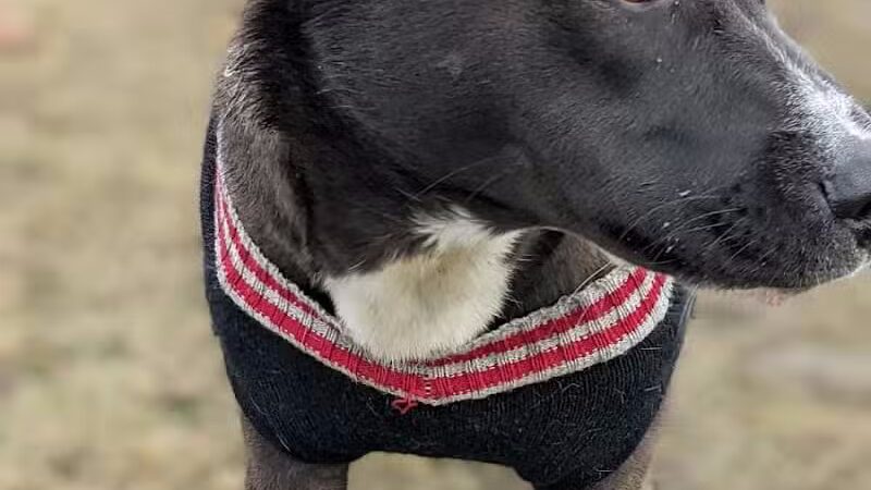 Bay County Dog Park - Bay City, MI