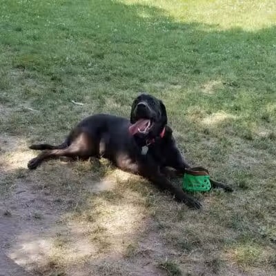 Bay County Dog Park - Bay City, MI