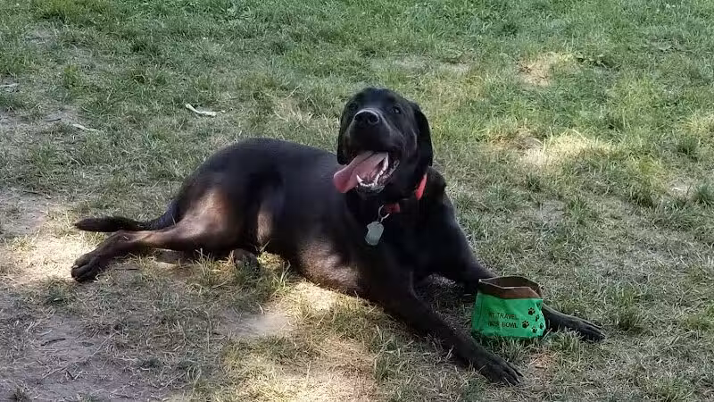 Bay County Dog Park - Bay City, MI