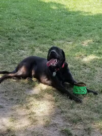 Bay County Dog Park - Bay City, MI