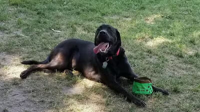 Bay County Dog Park - Bay City, MI