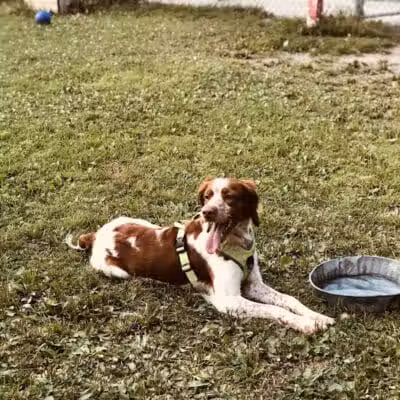 Bay County Dog Park - Bay City, MI
