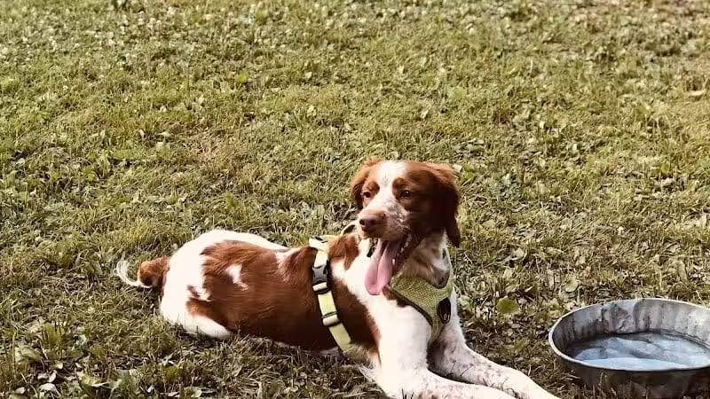 Bay County Dog Park - Bay City, MI