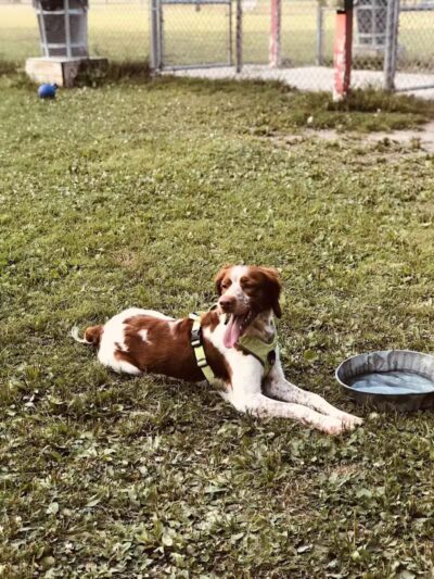 Bay County Dog Park - Bay City, MI