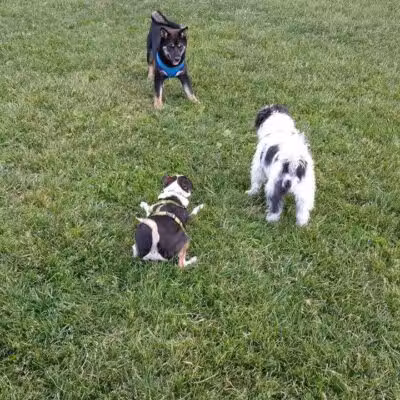 Bay County Dog Park - Bay City, MI