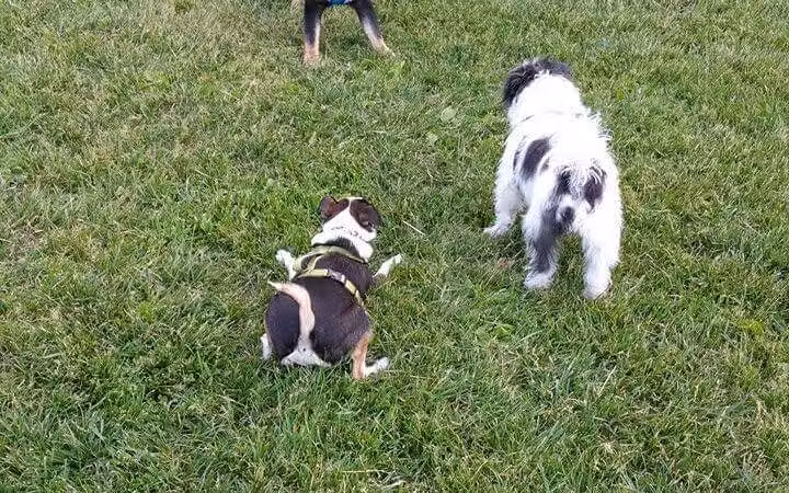 Bay County Dog Park - Bay City, MI