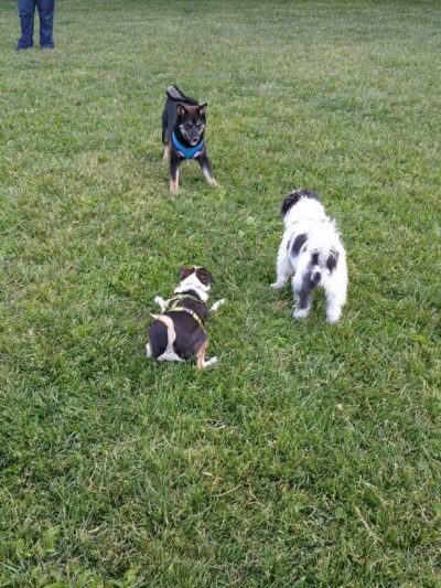 Bay County Dog Park - Bay City, MI