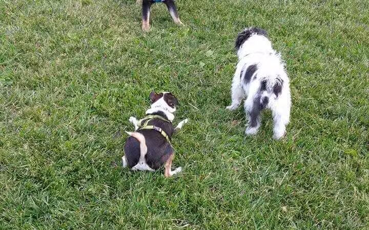 Bay County Dog Park - Bay City, MI