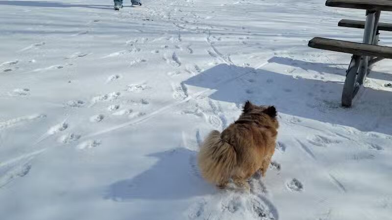 Bay County Dog Park - Bay City, MI