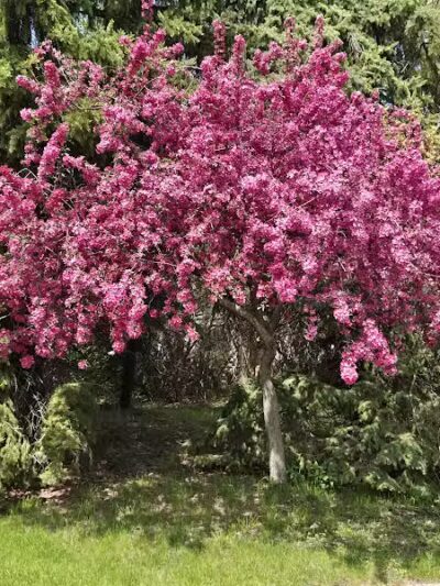 DeFoe Park - Bay City,