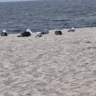 Robert Moses State Park Field 5 - Bay Shore, NY