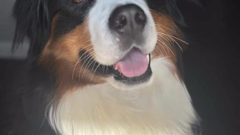 Shagget Pet Grooming - Bayport, NY