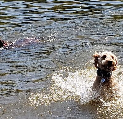 Lums Pond Dog Park - Bear, DE