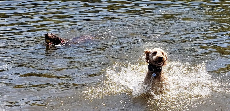 Lums Pond Dog Park - Bear, DE