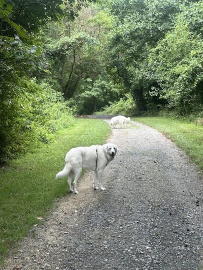 Lums Pond Dog Park - Bear, DE