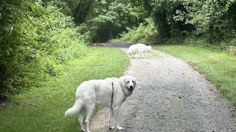 Lums Pond Dog Park - Bear, DE