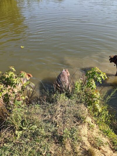 Lums Pond Dog Park - Bear, DE
