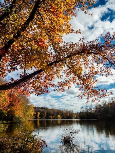 Lums Pond Dog Park - Bear, DE