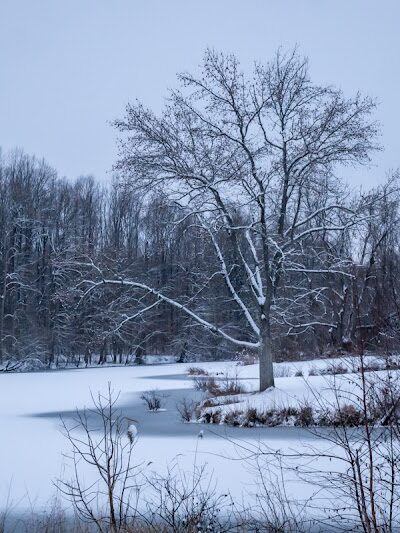 Lums Pond Dog Park - Bear, DE