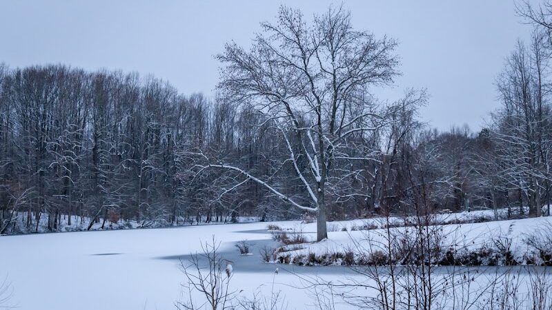 Lums Pond Dog Park - Bear, DE