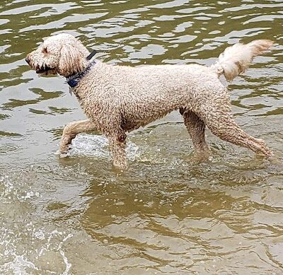Lums Pond Dog Park - Bear, DE