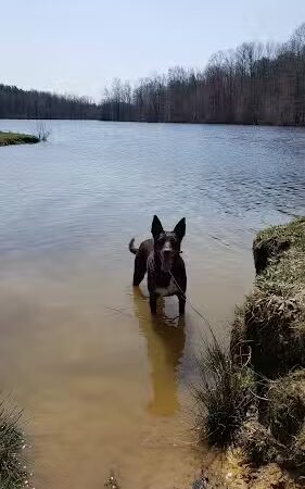 Lums Pond Dog Park - Bear, DE