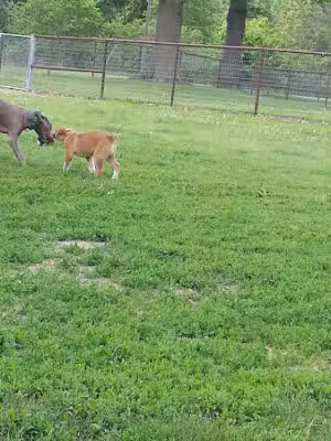 Beatrice Big Blue Pet Park - Beatrice, NE