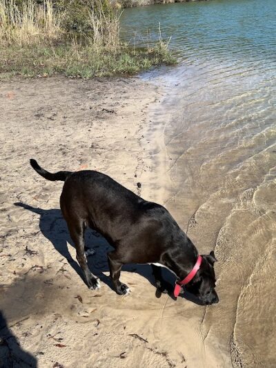 Burton Wells Dog Park - Beaufort, SC