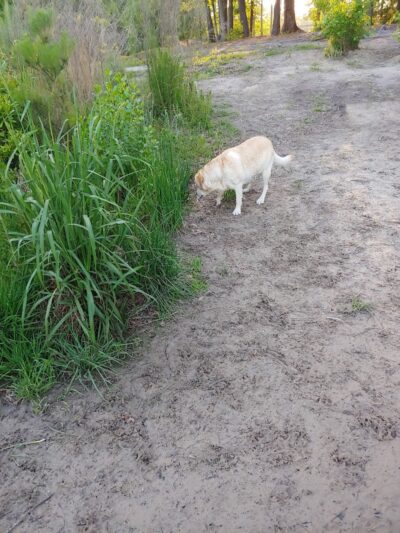 Burton Wells Dog Park - Beaufort, SC