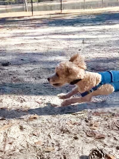 Burton Wells Dog Park - Beaufort, SC