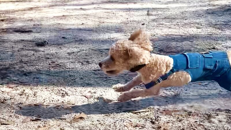 Burton Wells Dog Park - Beaufort, SC