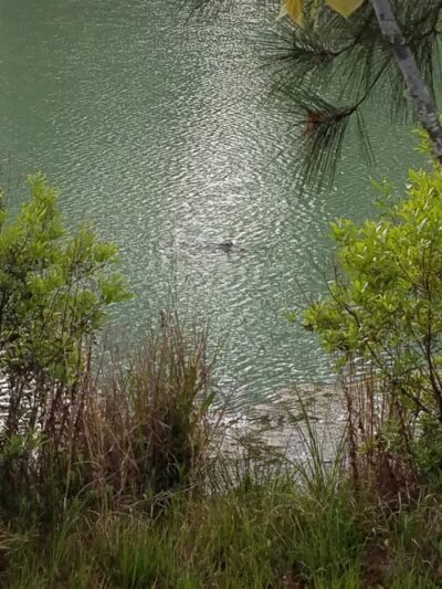 Burton Wells Dog Park - Beaufort, SC