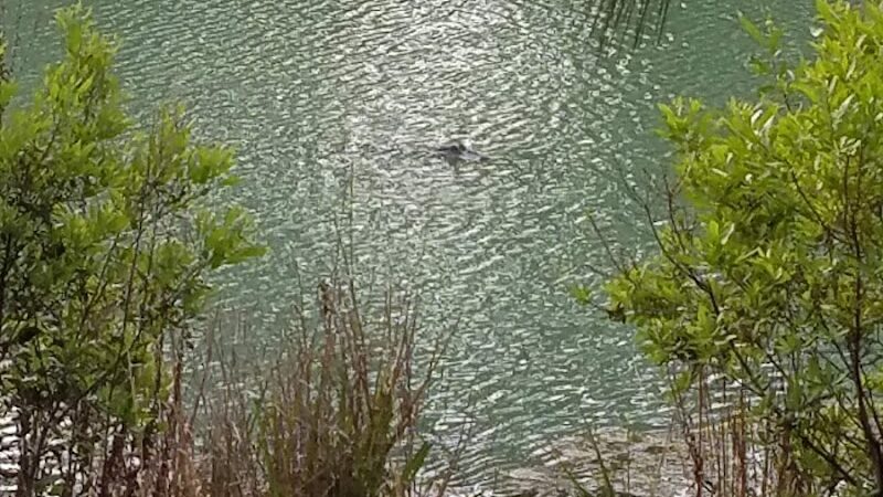 Burton Wells Dog Park - Beaufort, SC