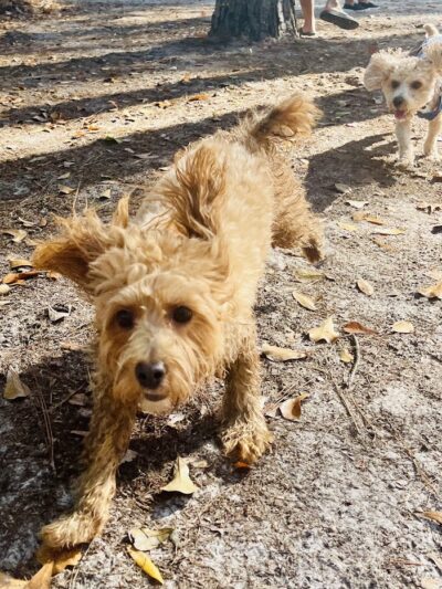 Burton Wells Dog Park - Beaufort, SC