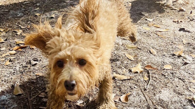 Burton Wells Dog Park - Beaufort, SC