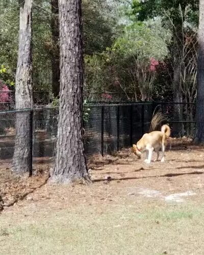 Burton Wells Dog Park - Beaufort, SC