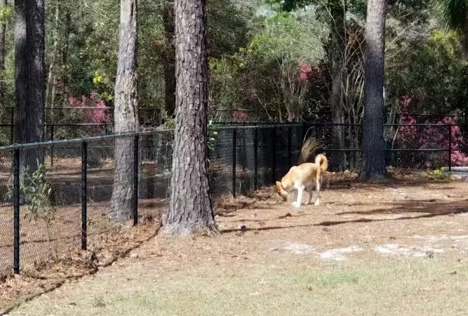 Burton Wells Dog Park - Beaufort, SC