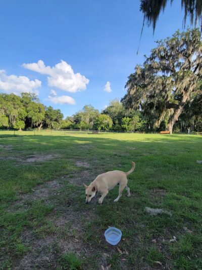 Southside Dog Park - Beaufort, SC