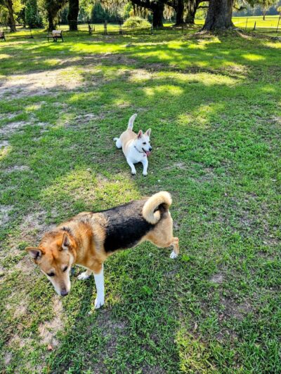 Southside Dog Park - Beaufort, SC