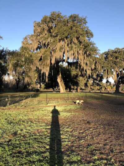 Southside Dog Park - Beaufort, SC