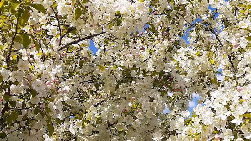 Ross Lake Park - Beaverton, MI
