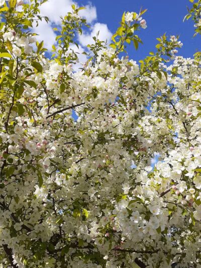 Ross Lake Park - Beaverton, MI