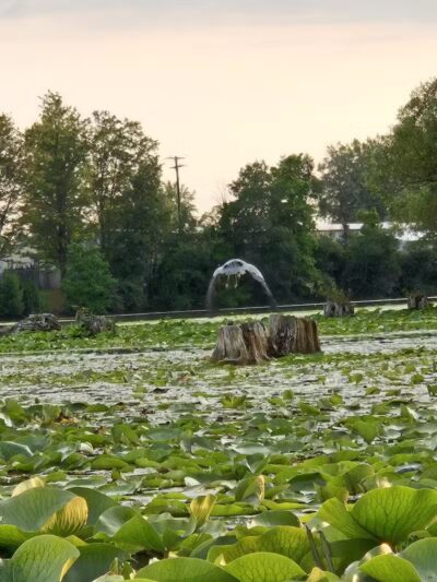 Ross Lake Park - Beaverton, MI